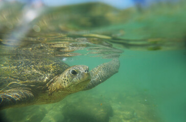 Turtle