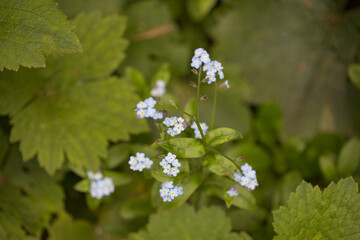 Flora of Gran Canaria - Myosotis latifolia, broadleaf forget-me-not natural macro floral background
