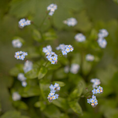Flora of Gran Canaria - Myosotis latifolia, broadleaf forget-me-not natural macro floral background
