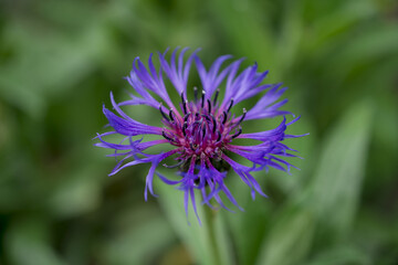 Cyanus montanus, Blue Cyanus montanus flowers in the garden, background