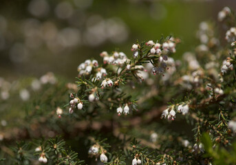 Flora of Gran Canaria -  small white flowers of Erica arborea Tree Heather natural macro floral background
