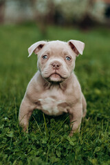 Cute american boule puppy sits on fresh spring grass. Walking, raising puppies