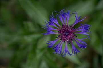 Cyanus montanus, Blue Cyanus montanus flowers in the garden, background