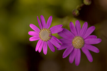 Obraz premium Flora of Tenerife - pale magenta flowers of Pericallis tussilaginis, endemic to central Canary Islands 