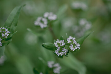 Macro photography of wild flower - a Valerianella discoidea