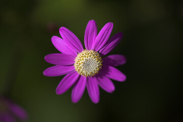 Obraz premium Flora of Tenerife - pale magenta flowers of Pericallis tussilaginis, endemic to central Canary Islands 