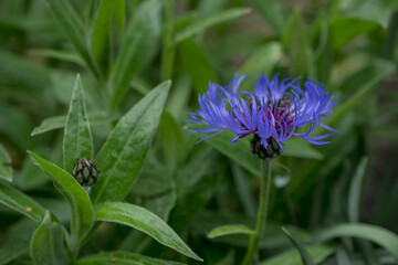Cyanus montanus, Blue Cyanus montanus flowers in the garden, background