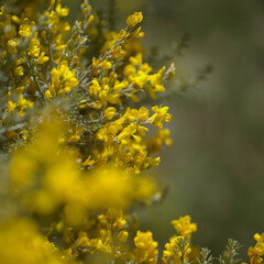 Flora of Gran Canaria -  flowering Adenocarpus foliolosus, Canary Island flatpod natural macro floral background
