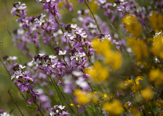 Flora of Gran Canaria - lilac flowers of crucifer plant Erysimum albescens, endemic to the island natural macro floral background
