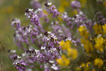 Flora of Gran Canaria - lilac flowers of crucifer plant Erysimum albescens, endemic to the island natural macro floral background
