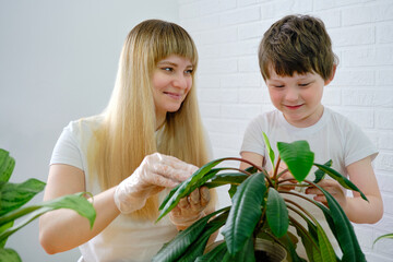 Obraz premium mother and son take care of indoor plants. Together, smiling cheerfully, they protect the leaves of the plant from dust. Household chores to create comfort and cleanliness.