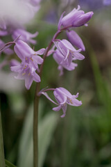 British bluebell (Hyacinthoides non-scripta) close up