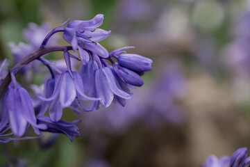 British bluebell (Hyacinthoides non-scripta) close up