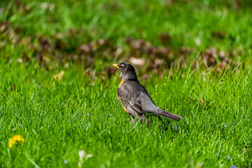 American Robin bird on the grass
