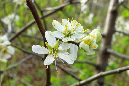 close up photo of white apple blossom flowers in springtime against a blurred green background of leaves and branches