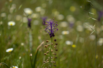 Flora of Gran Canaria -  Leopoldia comosa, tassel hyacinth natural macro floral background
