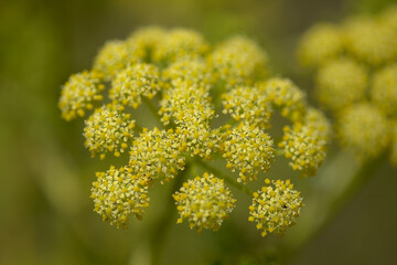 Flora of Gran Canaria - Todaroa montana, plant endemic to the Canary Islands, natural macro floral background
