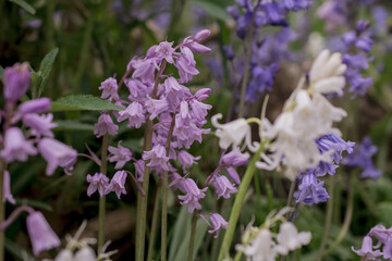 British bluebell (Hyacinthoides non-scripta) close up