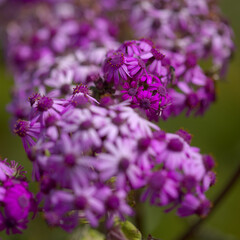 Flora of Gran Canaria - magenta flowers of Pericallis webbii, endemic to the island, natural macro floral background
