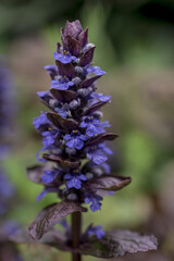 Violet flowers of Ajuga reptans in May