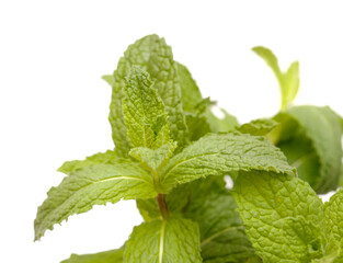 Flora of Gran Canaria -   Mentha spicata, garden mint, introduced species, isolated on white background
