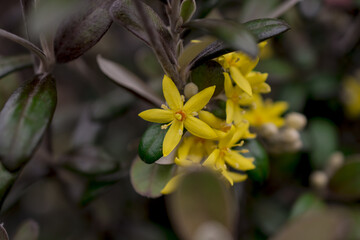 Yellow flowers of hypericum perforatum, St. John s worts