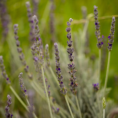 Lavender,  Lavandula sp., natural macro floral background
