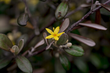 Yellow flowers of hypericum perforatum, St. John s worts