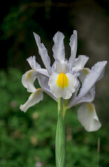 Young flower white Iris  with the unopened Bud, a close up