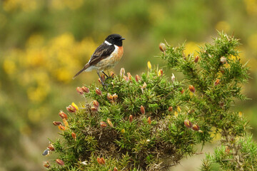 Male of Common stonechat perched on a gorse