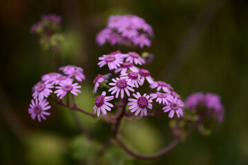 Flora of Gran Canaria - magenta flowers of Pericallis webbii, endemic to the island, natural macro floral background
