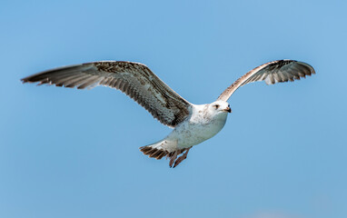flying seagull with blue sky background.