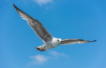 flying seagull with blue sky background.