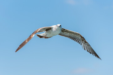 flying seagull with blue sky background.