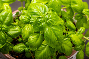 fresh basil leaves close up