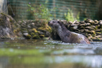 A picture of a otter