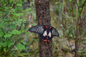 Black and white butterfly on a tree trunk