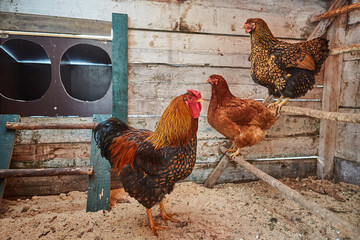 Brown domestic rooster and two hen with beautiful orange feathers in henhouse.