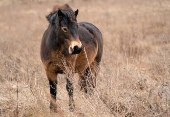 Wild horse in Nature Park Milovice, Czechia. Exmoor pony