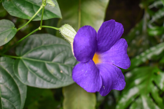 Purple flower in a flood of green leaves, botanical garden