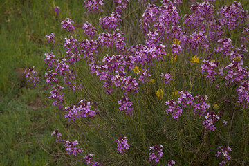Obraz premium Flora of Gran Canaria - lilac flowers of crucifer plant Erysimum albescens, endemic to the island natural macro floral background 