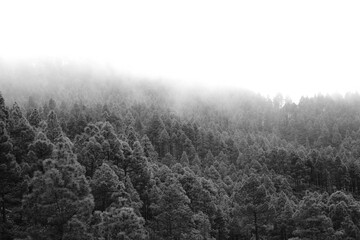 Flora of Gran Canaria -  Pinus canariensis, fire-resistant Canary pine, reforestation area