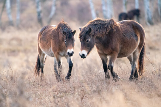 Two European wild horses. Milovice Nature Reserve, Czech Republic