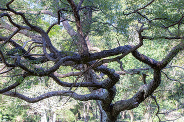 Typical tree of the Brazilian cerrado biome with twisted trunk
