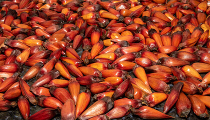 Pine nuts of the araucaria angustifolia spread on the table in selective focus . Prudentópolis Paraná