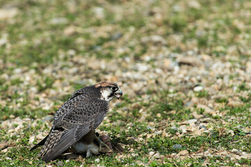 A picture of an hawk