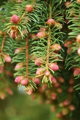 Picea abies, nordische oder gemeine Fichte im Detail mit ihren Nadeln und jungen Zapfen