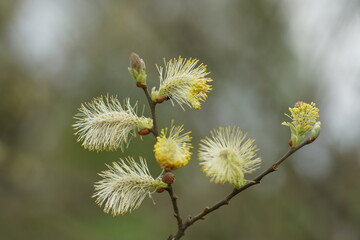 Öhrchenweiden in voller Blüte, Salix aurita