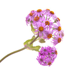 Flora of Gran Canaria - magenta flowers of Pericallis webbii, endemic to the island, natural macro floral background
