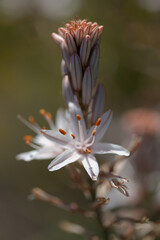 Flora of Gran Canaria -  Asphodelus ramosus, branched asphodel, floral background
